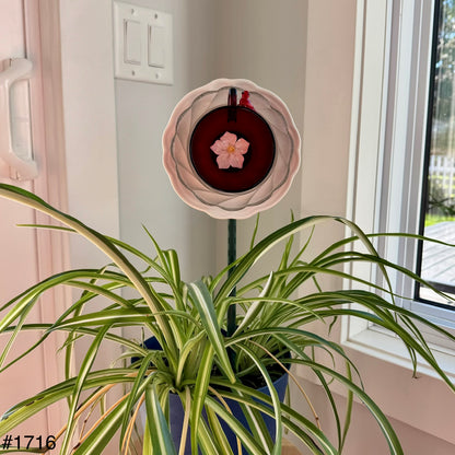 White/Red Mini (#1716)